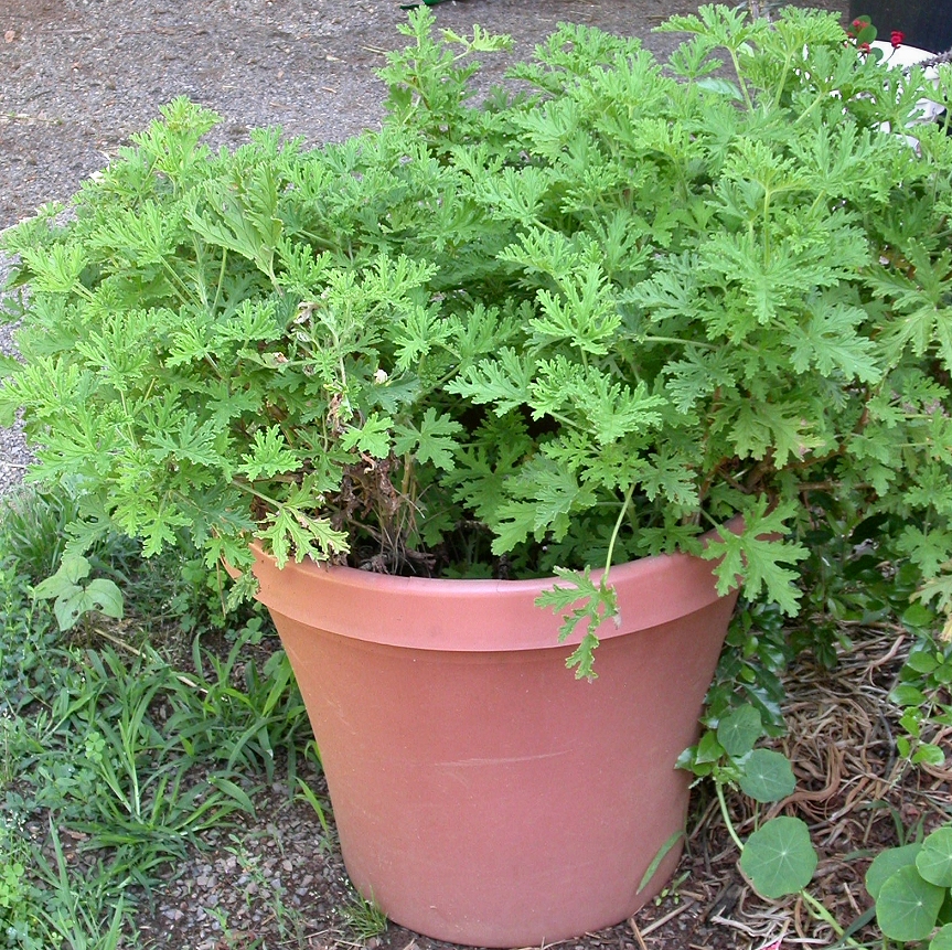 Mosquito Plant, scented geranium, Citrosa Geranium, Deodorizer Plant, Citronella Plant (Pelargonium citrosum), live nursery plants for sale, Chatham County, NC North Carolina Pittsboro, PBO, Siler City, Moncure, Goldston, Bynum, Bear Creek, Bonlee.