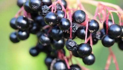 Elderberry bushes trees live plants for sale Pittsboro, NC Apex, Cary, Chapel Hill, Durham, Raleigh, Siler City, Liberty, Chatham County, NC North Carolina Pittsboro, PBO, Siler City, Moncure, Goldston, Bynum, Bear Creek, Bonlee.