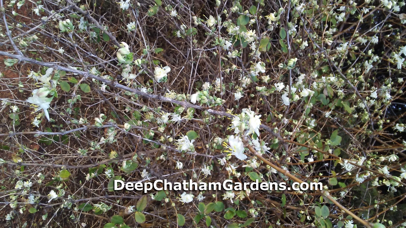 Winter Blooming Honeysuckle live plants for sale Pittsboro, NC.